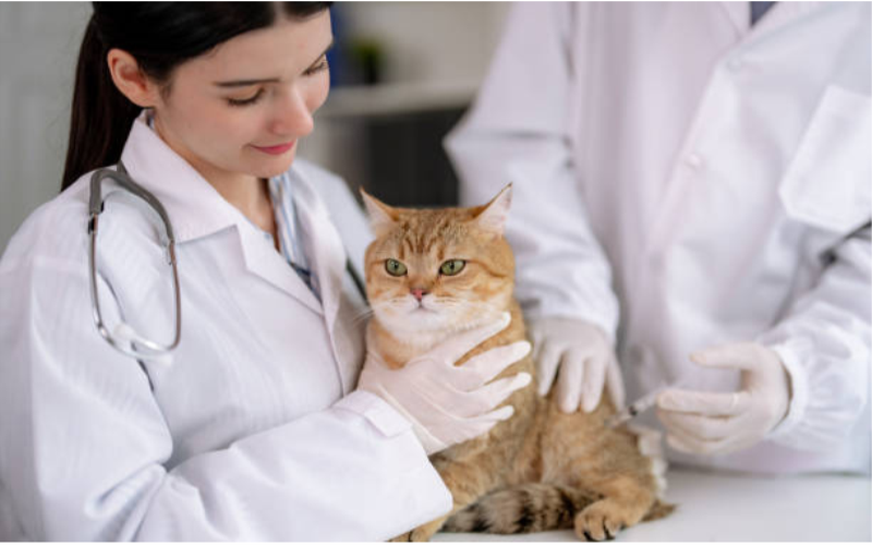 Providing AroundtheClock Care The Importance of 24Hour Veterinary