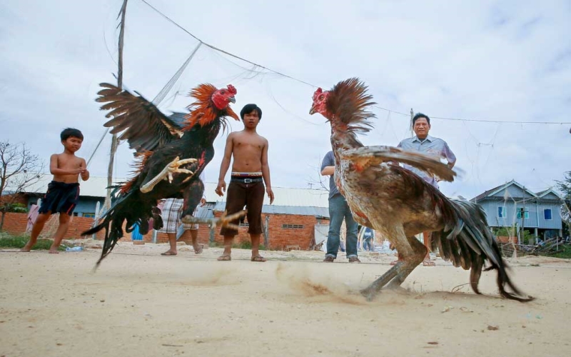 Cambodia NEW88 Cockfighting Is Causing Fever In The Cockfighting Community