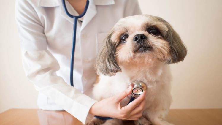 Learn How Mobile Vet Services Can Be An Advantage For Your Pet