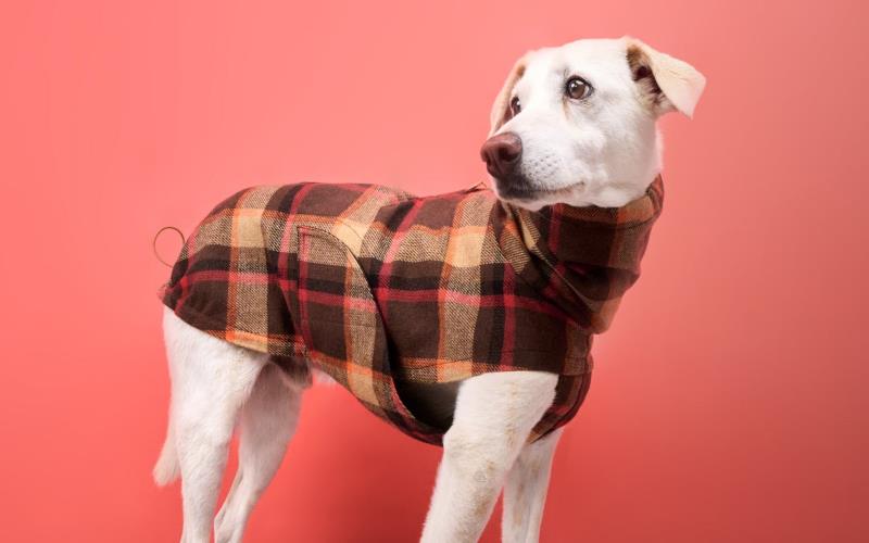 Comprehensive Guide to Dog Raincoats: How to Make Sure Your Dog Will Not Catch a Cold